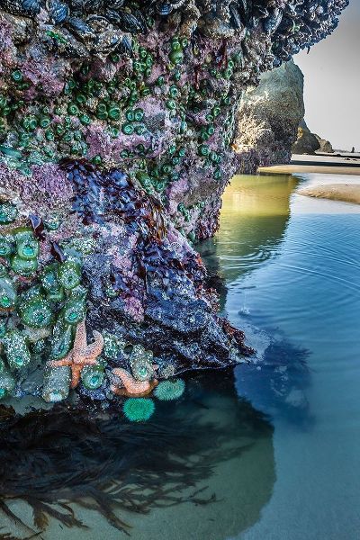 Oregon-Bandon Beach Sea stars and anemones on rock